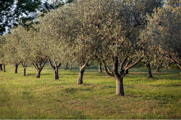 Experiencia educativa sobre medio ambiente y sostenibilidad en Cataluña