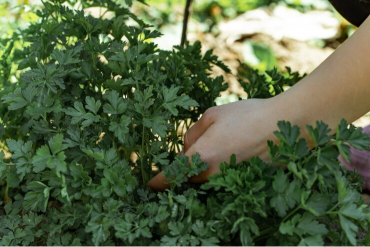 Olivos ecológicos cultivados con técnicas sostenibles en Tarragona