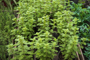 Producción de aceite ecológico con prácticas de agricultura sostenible